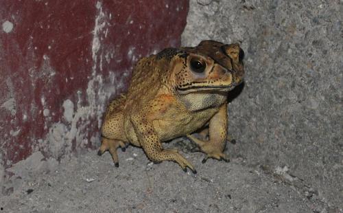 喷水蛙吃瓜视频大全免费观看,免费观看视频大全集锦 第1张 喷水蛙吃瓜视频大全免费观看,免费观看视频大全集锦 第1张