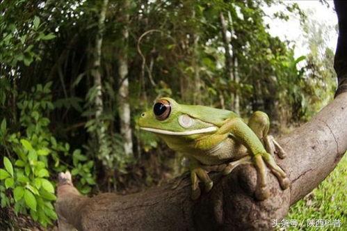 喷水蛙吃瓜视频大全免费观看,免费观看视频大全集锦 第2张 喷水蛙吃瓜视频大全免费观看,免费观看视频大全集锦 第2张